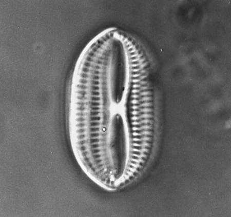 East Winch Borehole, Nar Valley, Norfolk, UK 30 microns x 20 microns http://www.ucl.ac.uk/GeolSci/micropal/diatom.html